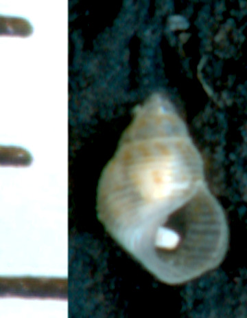 Crisilla cfr. pseudocingulata